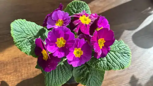 Троянда зів’яне: вчасно розпізнайте ці три сигнали