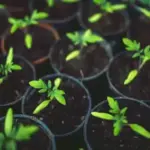 Що додати у воду для замочування насіння, щоб отримати надзвичайний&hellip;