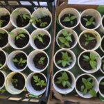 Навіщо пікірувати розсаду: які культури це люблять, а які ненавидять