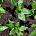 Розсада перцю: 3 секрети легкого вирощування з власного досвіду