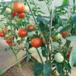 Чому огірки та помідори в одній теплиці – погана ідея:…