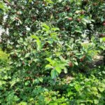 Що спільного у яблуні та картоплі: небезпечне сусідство, яке знижує…