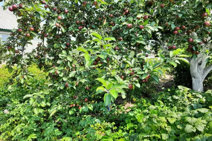 Що спільного у яблуні та картоплі: небезпечне сусідство, яке знижує врожай