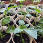 Що означає «розсада переросла»: чи можна її врятувати та як…