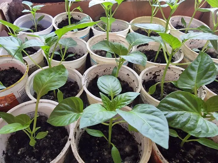 Що означає «розсада переросла»: чи можна її врятувати та як правильно висадити