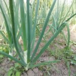 Чим засіяти грядку після цибулі: хитрість для забудькуючих городників