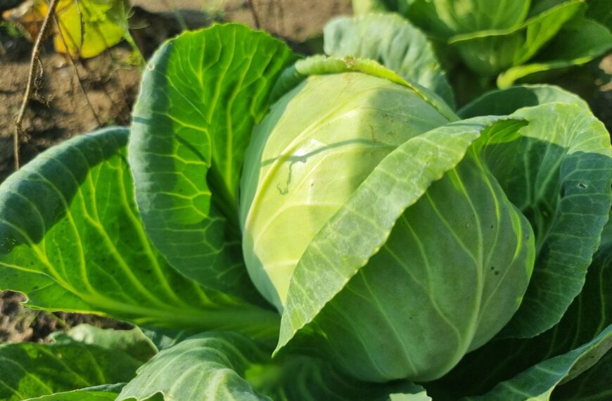 Як використовувати грядку з-під капусти: які культури оцінять велику підгодівлю