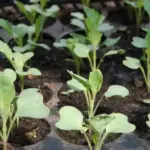 Розсада: що я припинила робити