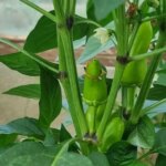 Навіщо варити лушпиння цибулі: неймовірна користь для городу і домашніх…