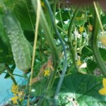 Що буде, якщо посадити огірки після огірків: сумні наслідки для…