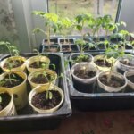 Жовтіють листя? Чим терміново підгодувати розсаду, щоб урятувати врожай