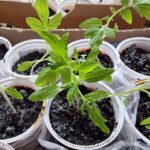 Що додати в ґрунт при посадці: дачний секрет для величезного…