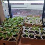 Навіщо поливати розсаду дріжджами: секрет, від якого вона піде на&hellip;