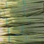 Цибулева муха обминає мій город. Все через невеличкий секрет.