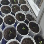 Що класти на дно стаканчика для розсади: дренаж, який запобігатиме…