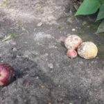 Чому після картоплі земля порожня: що посадити, щоб пожвавити її&hellip;