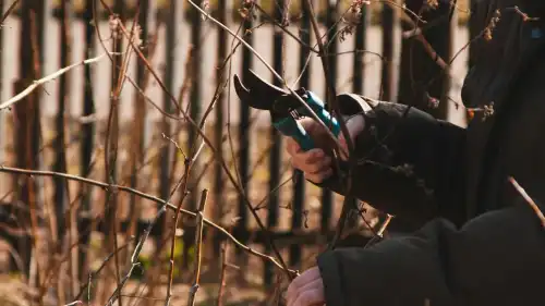 Садова обрізка навесні: встигнути в найкращий час