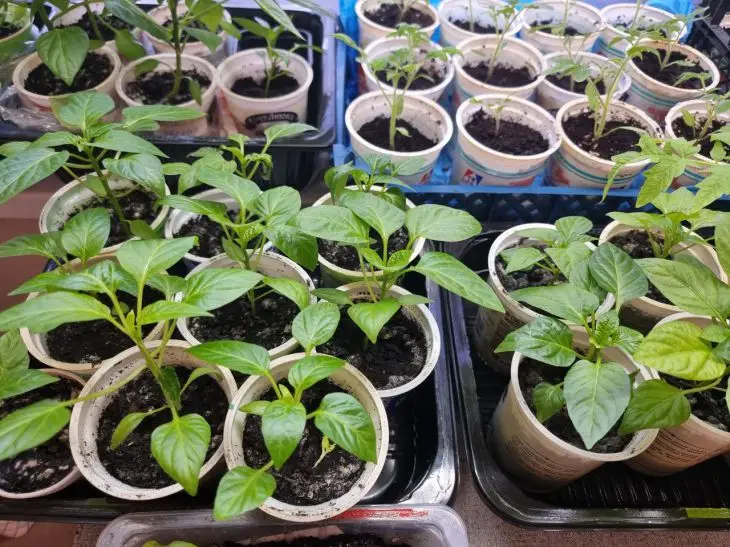 Як поливати розсаду, щоб не було чорної ніжки: золоте правило поливу