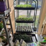 Що додати в лунку при висадженні розсади, щоб рослини пішли в ріст