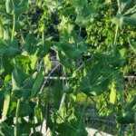 Що посадити після гороху наступного року: про це не розповість…