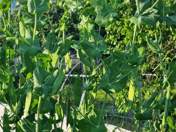 Що посадити після гороху наступного року: про це не розповість сусід по…