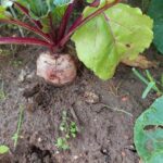 Що посадити після буряків: як отримати два врожаї за одне&hellip;