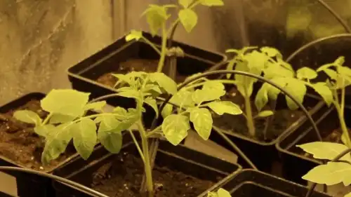 Поради садівнику: про що сигналізує листя розсади