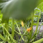 Що посіяти після кабачків: хитрість для втомленої від гарбузових землі