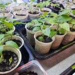 Навіщо досвічувати розсаду: який спектр лампи важливий для томатів, а…