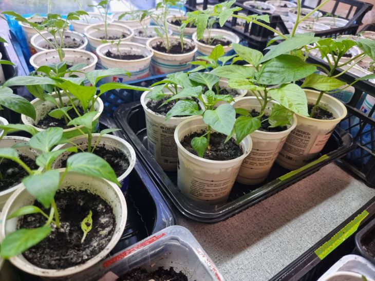 Навіщо досвічувати розсаду: який спектр лампи важливий для томатів, а який для…