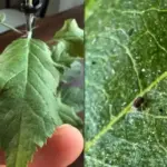 Чи здолає оковита павутинного кліща?