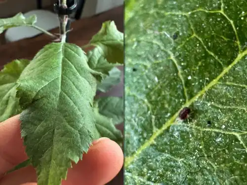 Чи здолає оковита павутинного кліща?