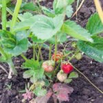 Як використовувати грядку з-під полуниці: що дасть суперурожай на старому&hellip;