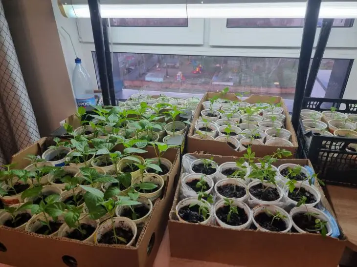 Навіщо розпушувати ґрунт у розсадних стаканчиках: простий прийом для доступу кисню