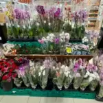 Провина не в крамниці, а в покупці: 5 причин загибелі…