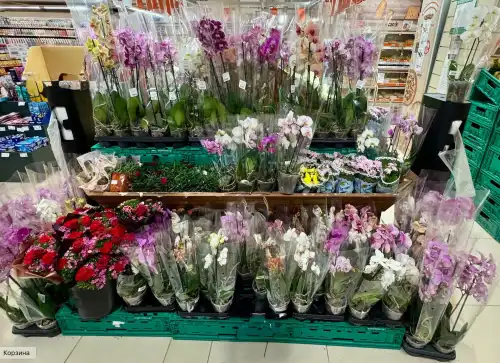 Провина не в крамниці, а в покупці: 5 причин загибелі домашніх квітів…