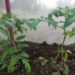 Навіщо міняти місце для томатів щороку: і що можна садити…