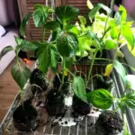 Земля чи торф’яні пігулки: Що обрати для вирощування розсади?