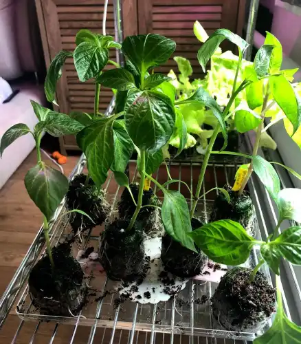 Земля чи торф’яні пігулки: Що обрати для вирощування розсади?