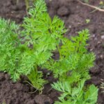 Чому після моркви грядка стає золотою: що посадити на користь