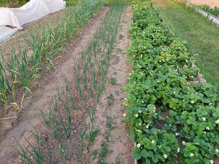 Чому цибуля шкодить гороху: 10 ворогів на одній грядці лук