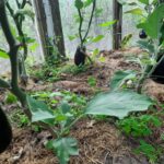 Чому баклажани – погані попередники: і що зможе там рости