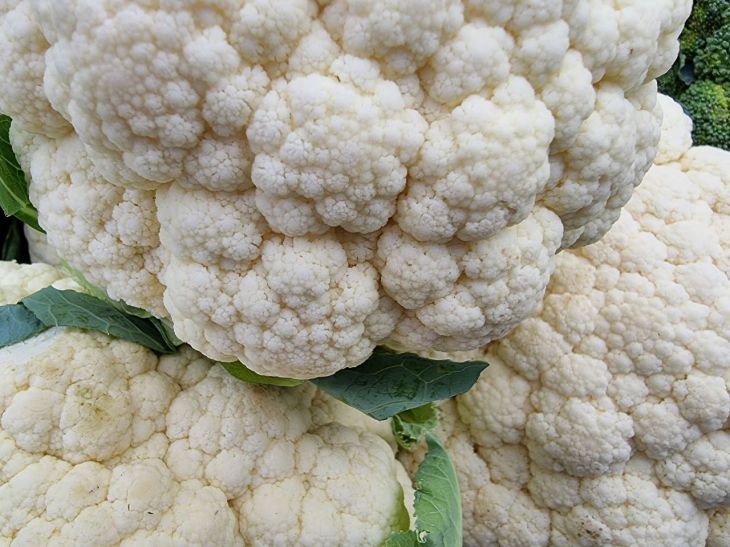 Чому розсада цвітної капусти гине: температурний режим, який критичний