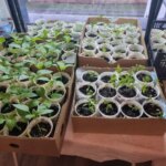 Навіщо поливати розсаду перекисом водню: секрет для потужного коріння