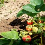 Чим замінити полуницю на старому місці: 3 варіанти, про які&hellip;