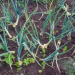 Навіщо ізолювати квасолю від цибулі: помилка, через яку обоє чахнуть