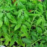 Тони помідорів: що сиплють у лунку при висадженні розсади справжні…