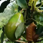 Вирощуємо рослини вдома з кісточок: фруктовий сад на підвіконні.