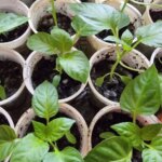 Чому жовтіє листя у розсади перців: про це не розповість…