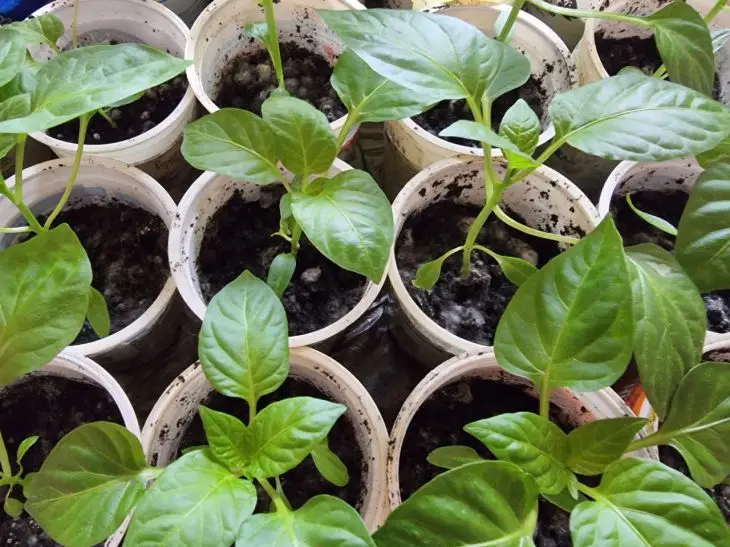 Чому жовтіє листя у розсади перців: про це не розповість сусід по…